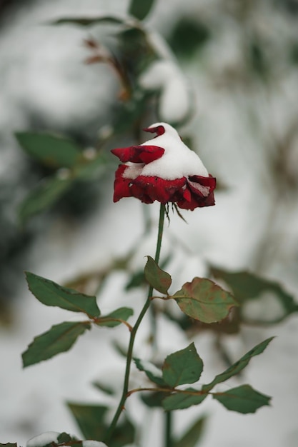 rosas rosadas bajo la nieve