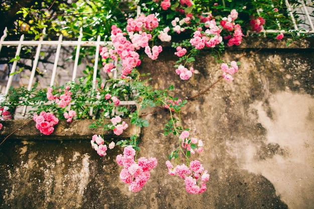 Rosas rosadas en la pared del grunge Luz del sol de verano