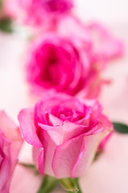 Rosas rosadas y pétalos de rosa sobre un fondo rosa.