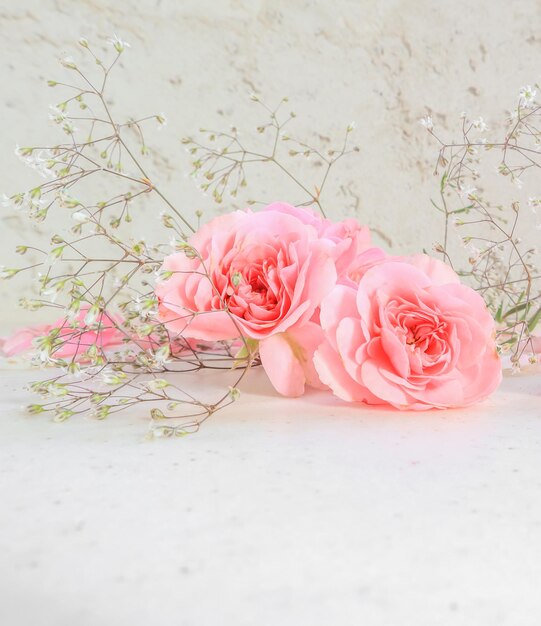 Rosas rosadas y pétalos sobre fondo blanco Perfecto para tarjetas de felicitación de fondo e invitaciones del cumpleaños de la boda Día de San Valentín Día de la Madre