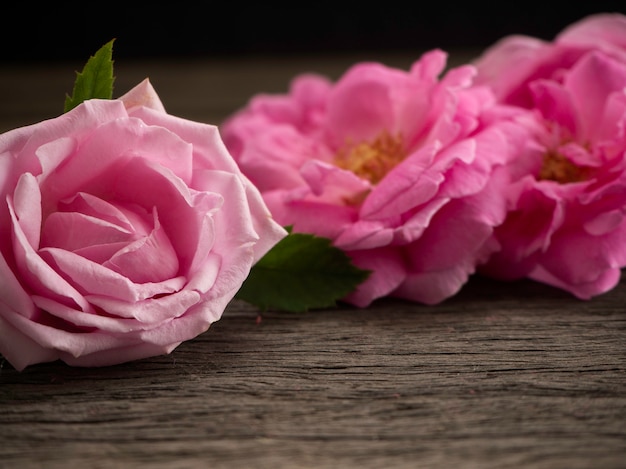 Rosas rosadas en el piso de madera viejo.