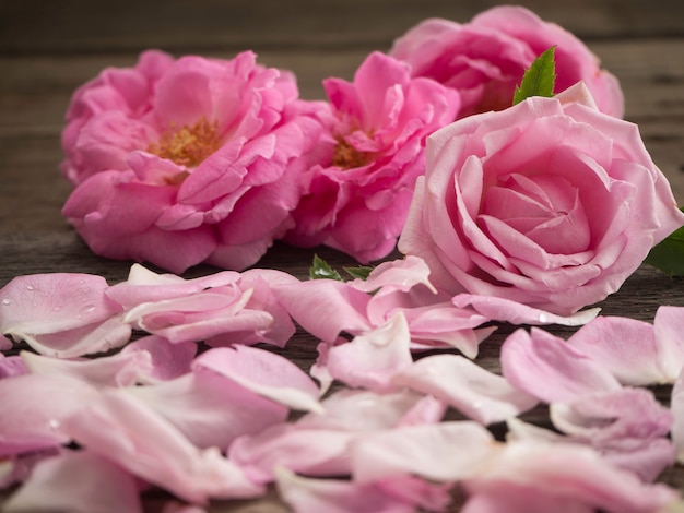 Rosas rosadas en el piso de madera viejo.