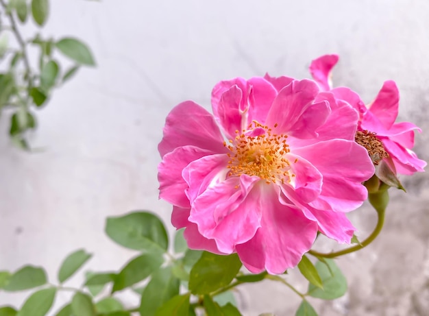 Rosas rosadas plantadas en el jardín.