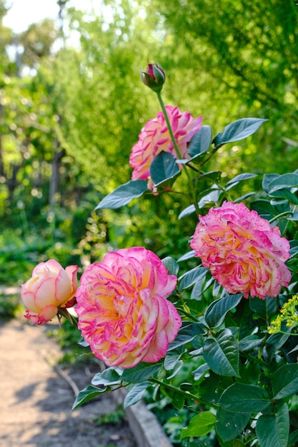 Rosas rosadas que crecen en la cabaña de verano cálido día de verano