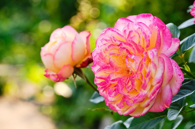 Rosas rosadas que crecen en la cabaña de verano cálido día de verano