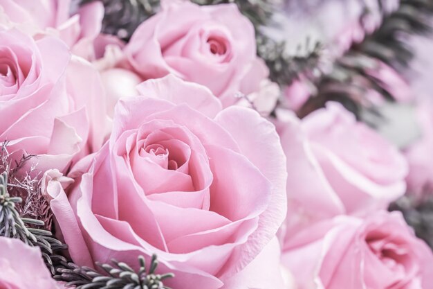 Rosas rosadas con ramas de abeto Fondo de flores macro para diseño de marca de vacaciones