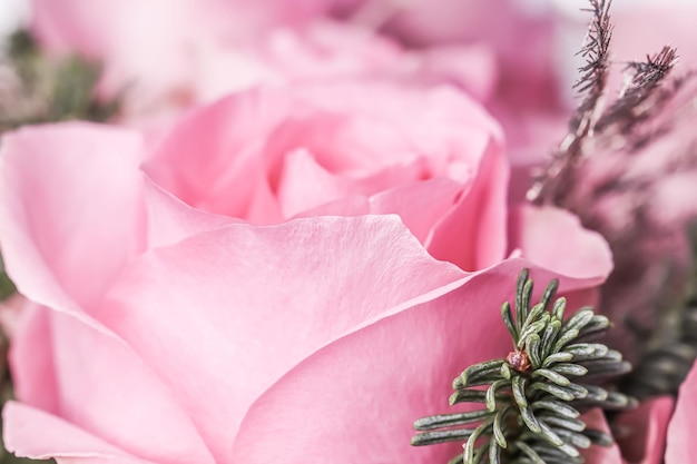 Rosas rosadas con ramas de abeto Fondo de flores macro para diseño de marca de vacaciones