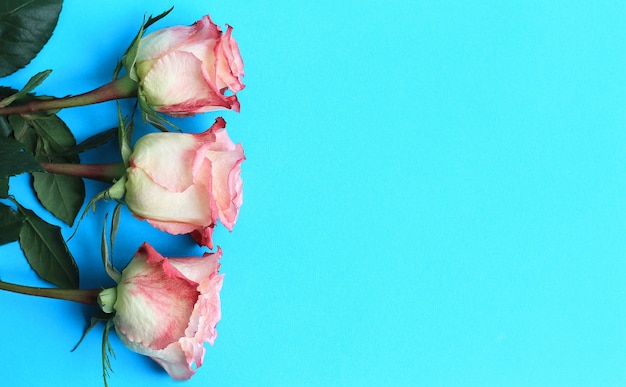 Rosas rosadas en el tablero de fondo azul