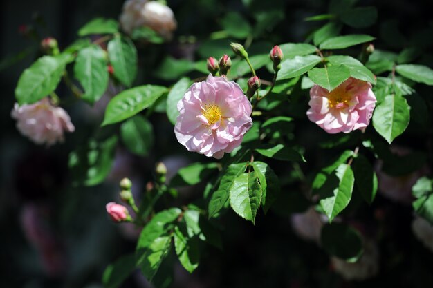 Rosas rosadas