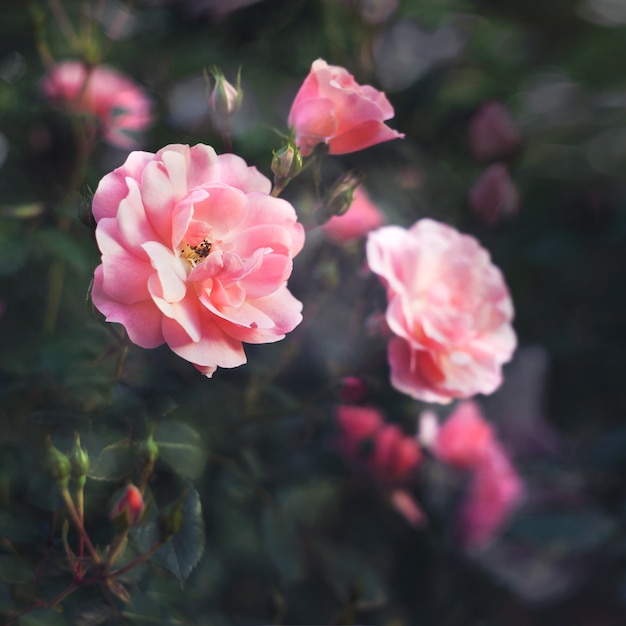 Rosas rosadas