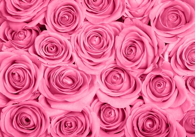 Las rosas rosadas