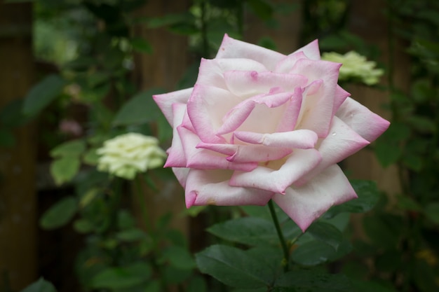 Rosas rosas arbusto en el jardín