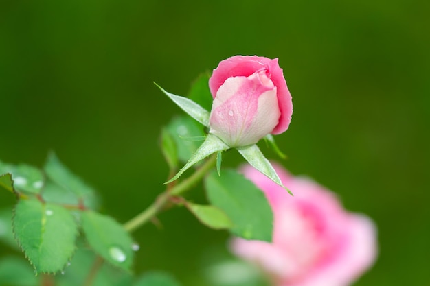 Rosas rosas e folhas com gotas de chuva de um arbusto de rosas em um dia chuvoso