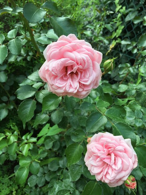 Foto las rosas rosas florecen en el parque