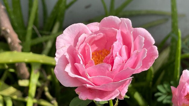 Rosas rosas en medio del fondo verde de la naturaleza