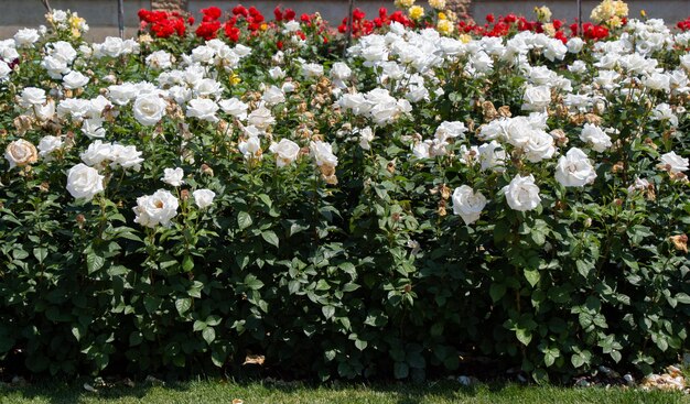 Rosas rosas en un parque botánico de la ciudad