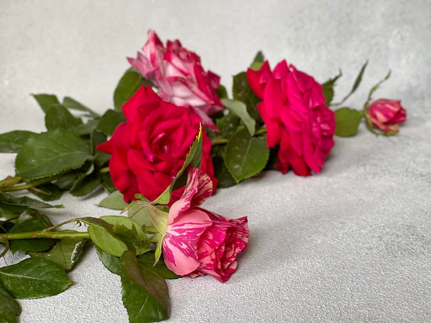 rosas rosas sobre un fondo gris claro, hermosas rosas brillantes, lugar para texto, foto en el teléfono