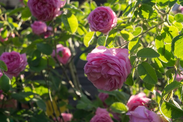 Rosas rosas trepadoras