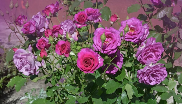 Rosas roxas de lavanda no jardim florescendo rosas de lavanda ebb tide no mato no jardim de rosas