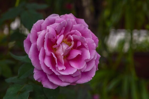 Rosas roxas em um ambiente escuro