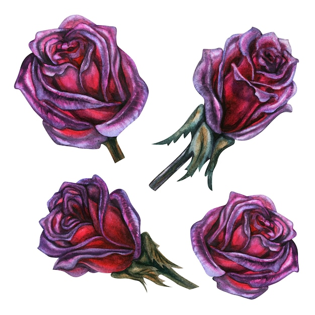 Rosas roxas escuras com caules e folhas desenhadas à mão em aquarela