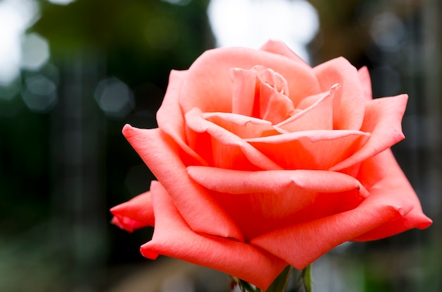 Rosas de San Valentín