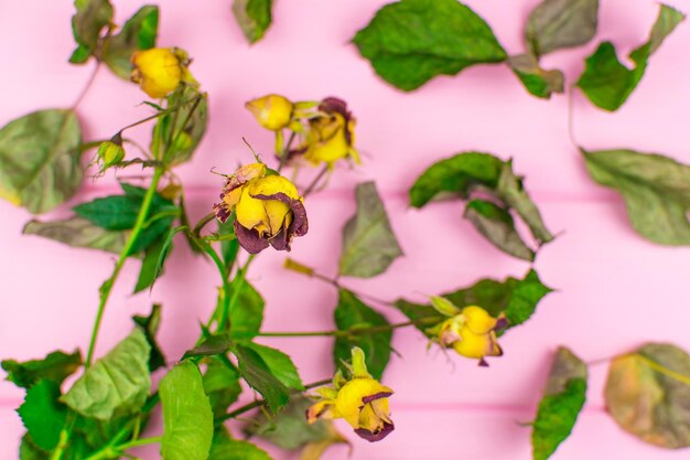 Rosas secas sobre un fondo rosa de madera