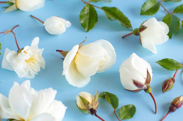 Rosas sobre un fondo azul claro de cerca