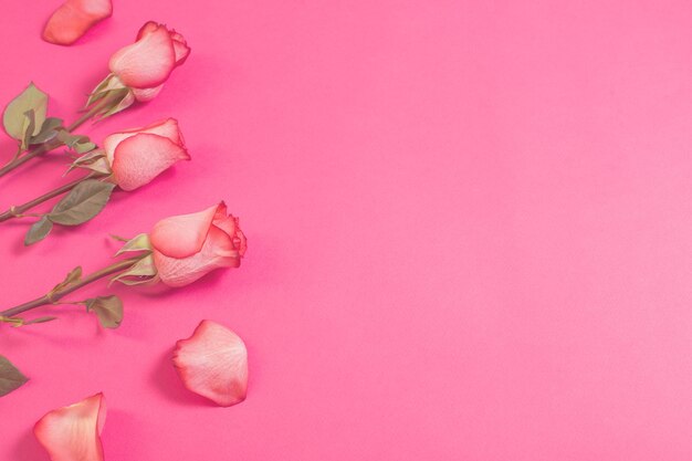 rosas sobre fondo de papel rosa