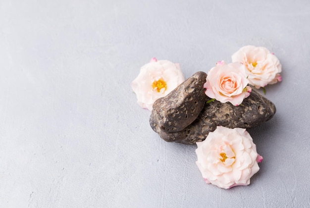 Rosas sobre piedras sobre fondo gris materiales naturales Espacio para texto