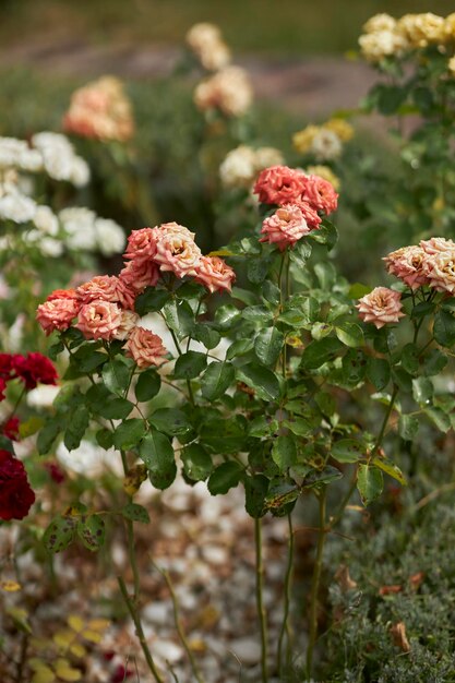 rosas de té en el primer plano del jardín. fondo floral. rosas