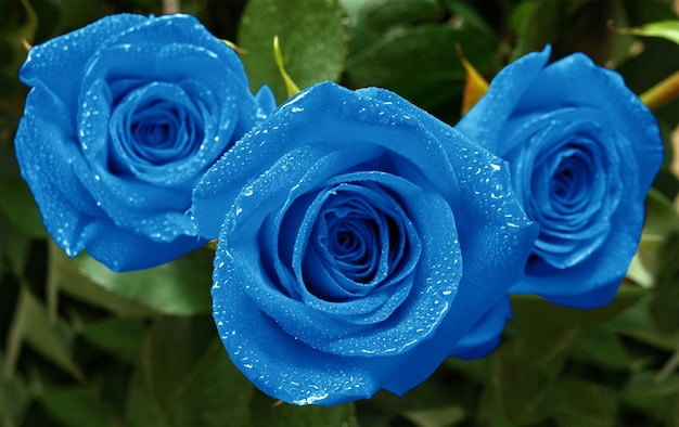 rosas tres azules