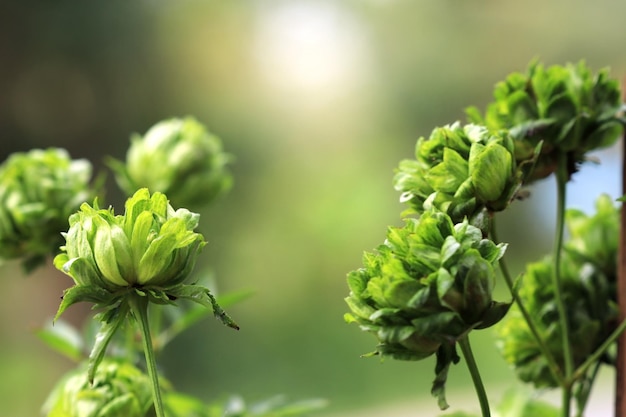 Rosas verdes no jardim