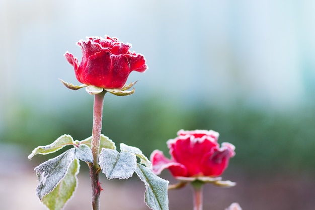 Rosas vermelhas cobertas de geadas brancas em um borrão