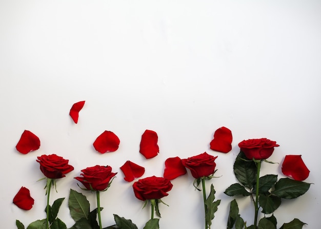 Rosas vermelhas com pétalas em branco. Vista do topo