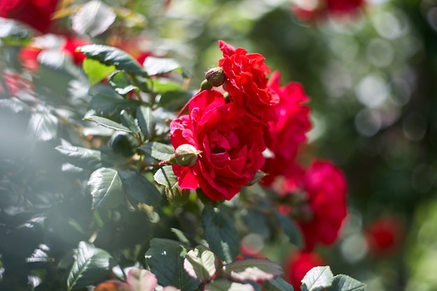 Rosas vermelhas como pano de fundo natural e feriados. Bando de rosas vermelhas no jardim.