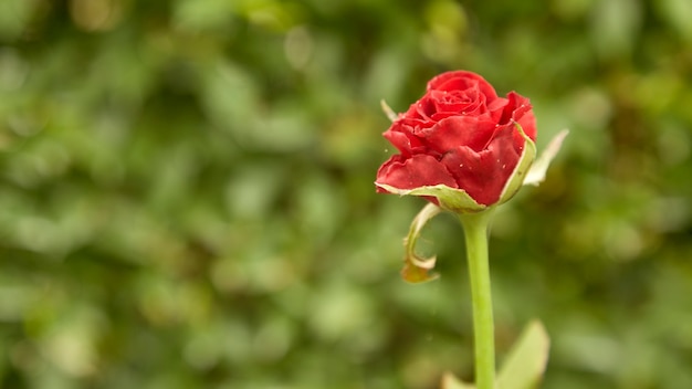Rosas vermelhas decoradas no jardim das traseiras
