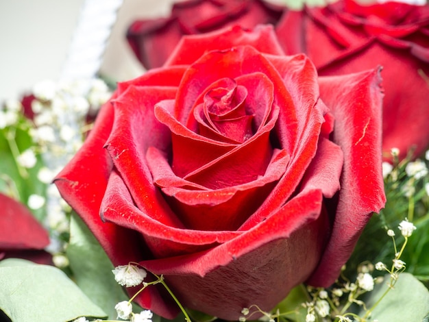 Rosas vermelhas em close-up Conceito de parabéns Presente de aniversário Cesto de flores