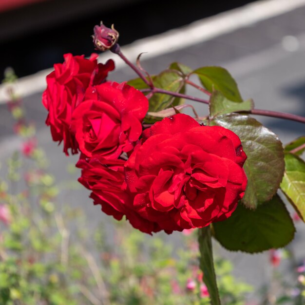 Foto rosas vermelhas em flor em bodmin cornwall