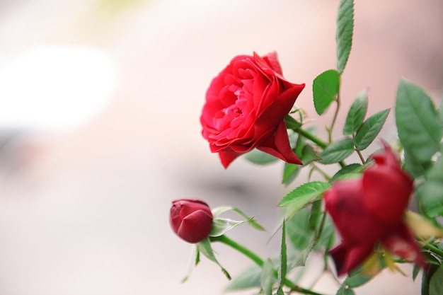 Rosas vermelhas em fundo natural desfocado