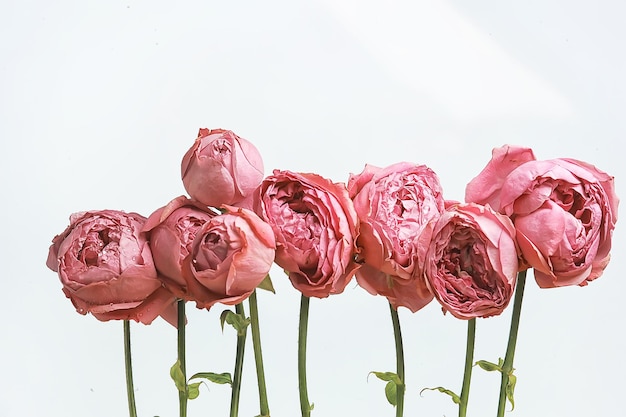 Rosas vermelhas em um fundo branco/um grupo de rosas, um quadro de flores, design de verão