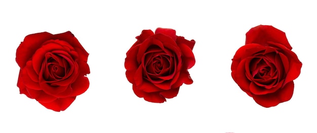 rosas vermelhas em um fundo isolado branco