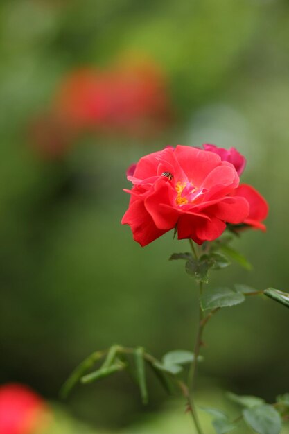 Rosas vermelhas em um parque da cidade como pano de fundo para o Dia dos Namorados Linda rosa de jardim de cor vermelha Closeup