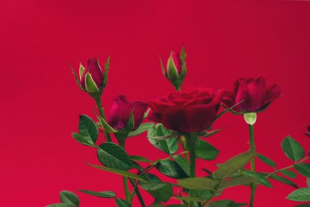 Rosas vermelhas em uma panela sobre um fundo vermelho. Copie o espaço.
