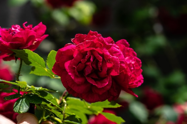 Rosas vermelhas escuras florescendo de perto