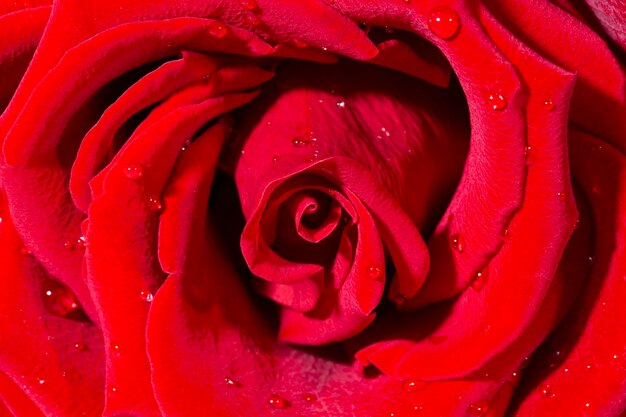 Rosas vermelhas escuras frescas fecham o fundo da textura