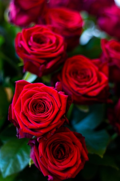Foto rosas vermelhas flor pétala amor romântico dúzia natureza jardim linda planta