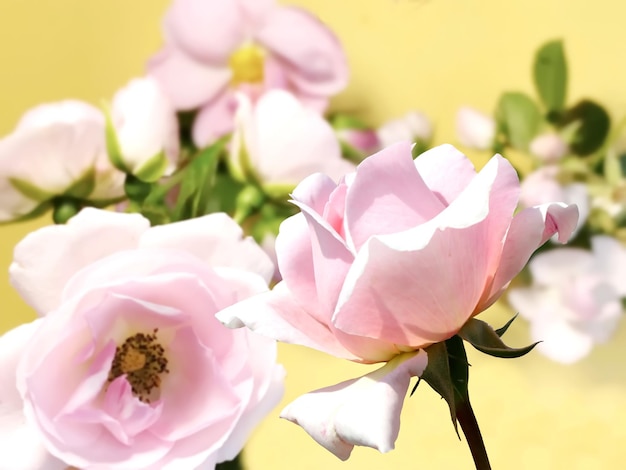 rosas vermelhas, mas e folhas verdes no céu azul com nuvens natureza fundo modelo cópia espaço