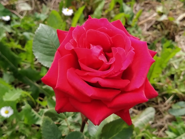 Rosas vermelhas no botão do jardim em um fundo de folhagem verde fresca