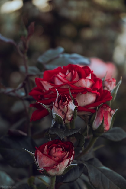 Rosas vermelhas no fundo dos raios de sol no jardim Banner de modelo de cartão de felicitações para o dia dos namorados e o feriado do dia da mulher deseja o dia das mães